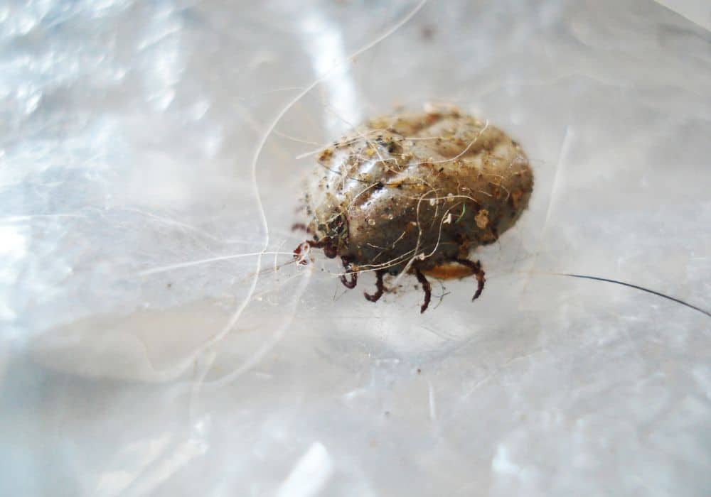 What Are Dust Mites 1