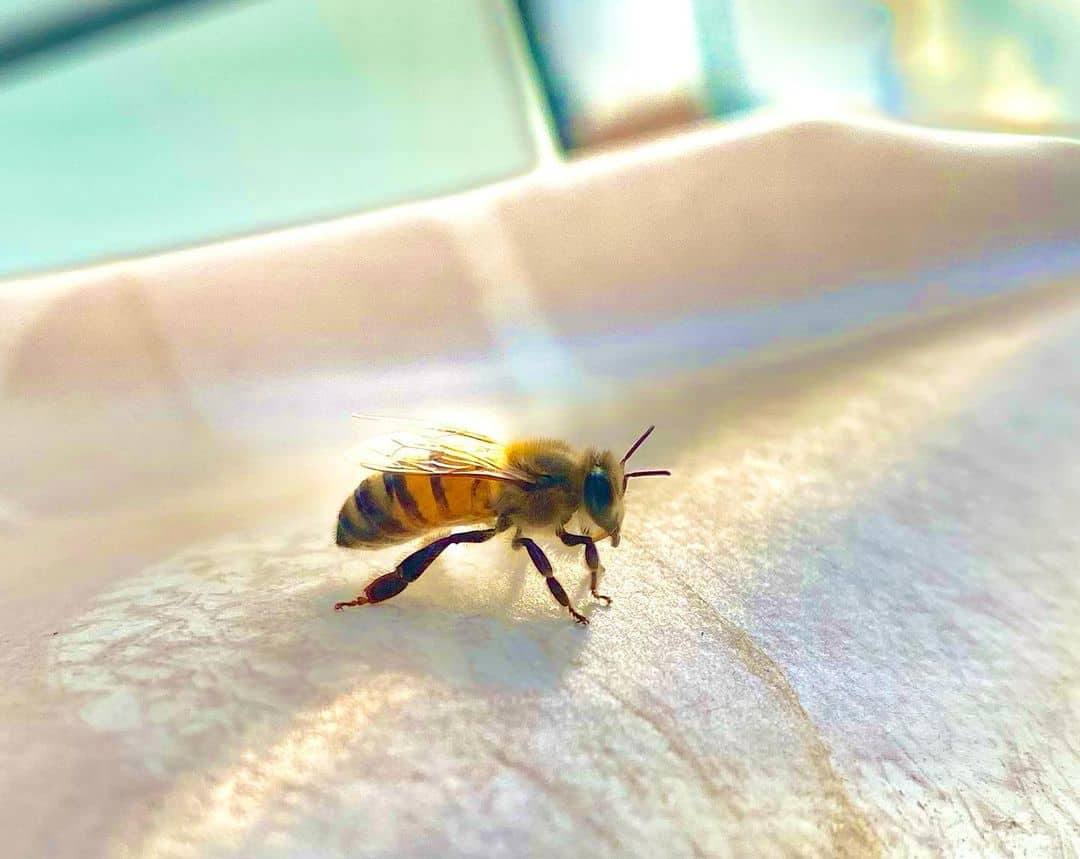 Why Are There Wasps in the Bedroom1