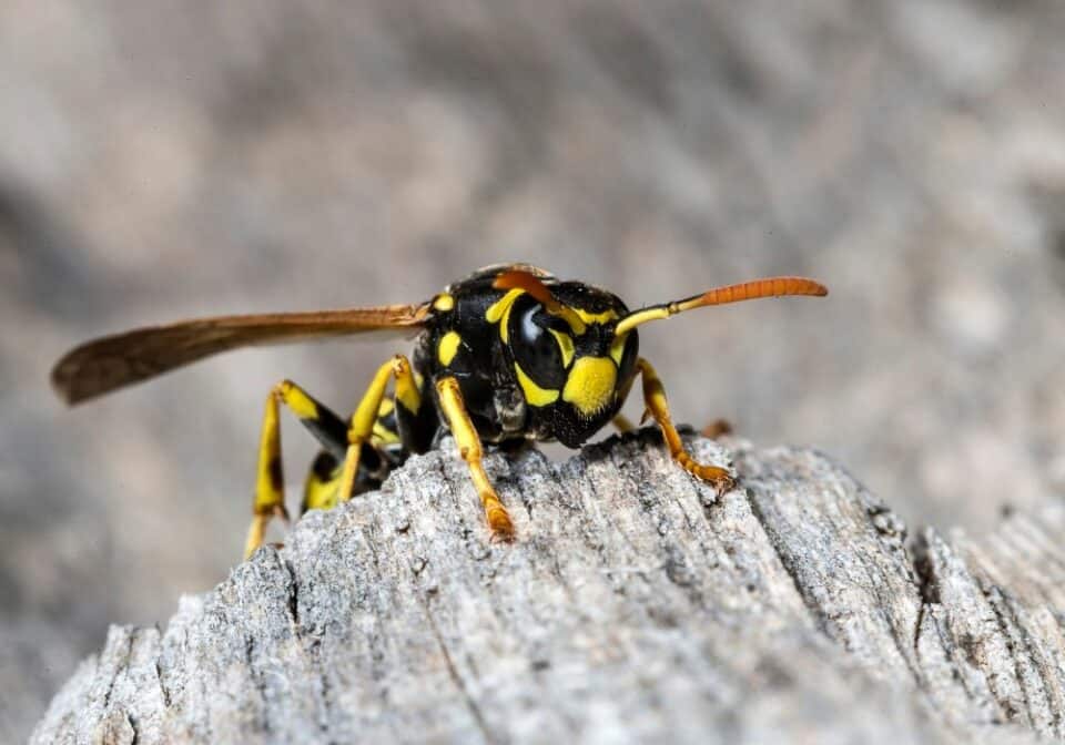 Do Crickets Bite How To Get Rid Of Them comparing-natural-and-synthetic-mosquito-repellants-for-hiking-outdoor