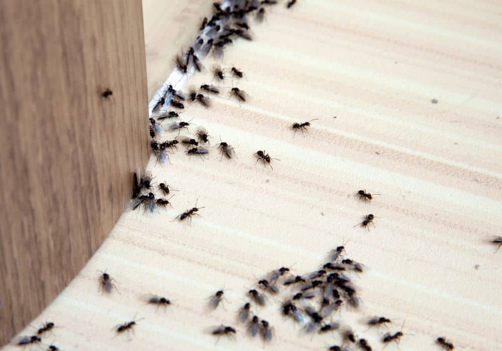 Ants 1