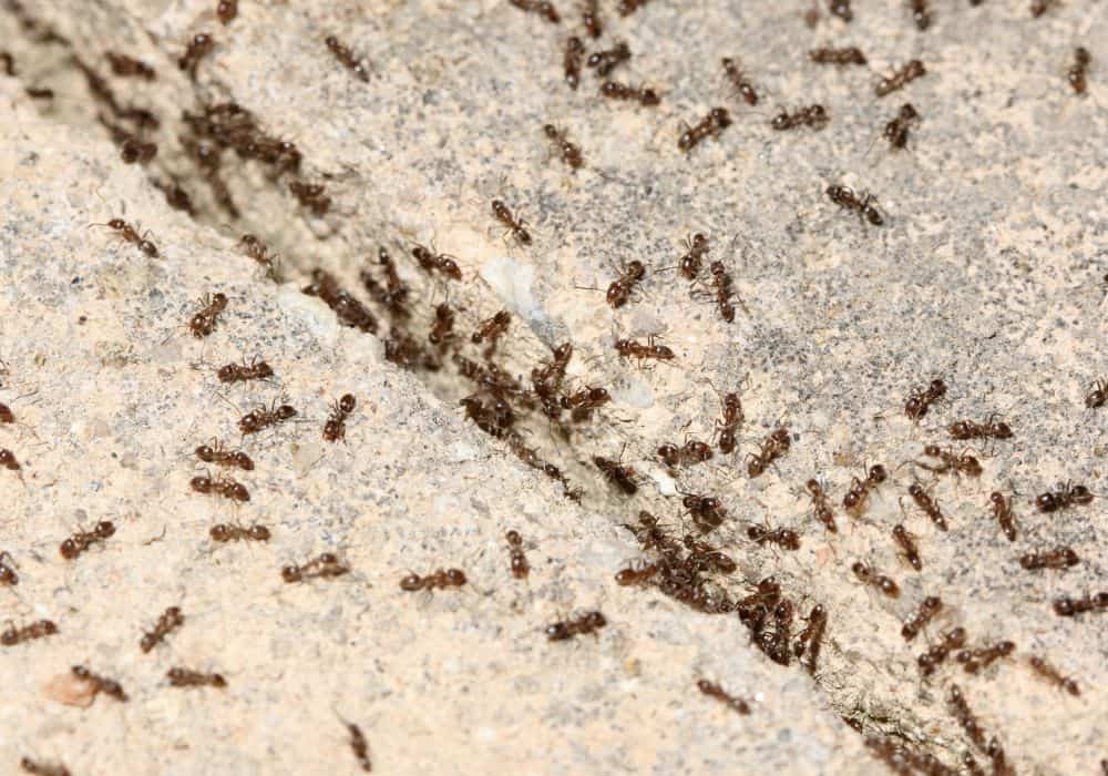 Ants