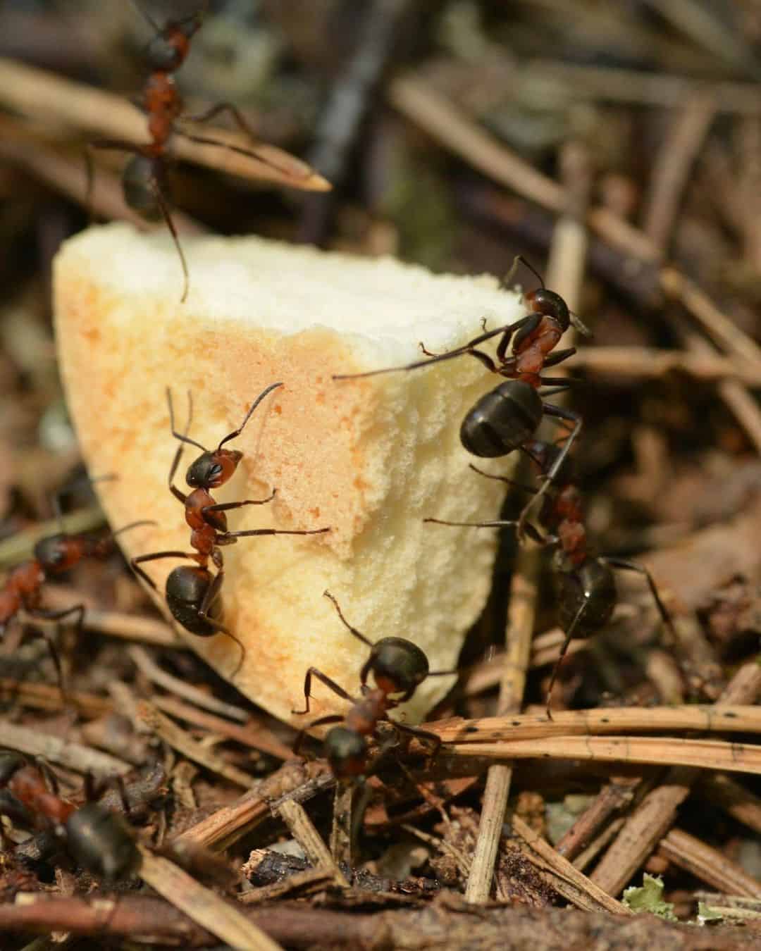 Ants1