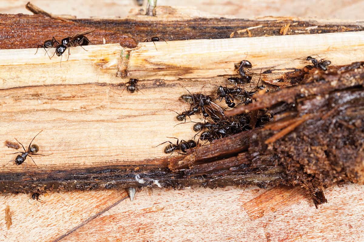 Ants1