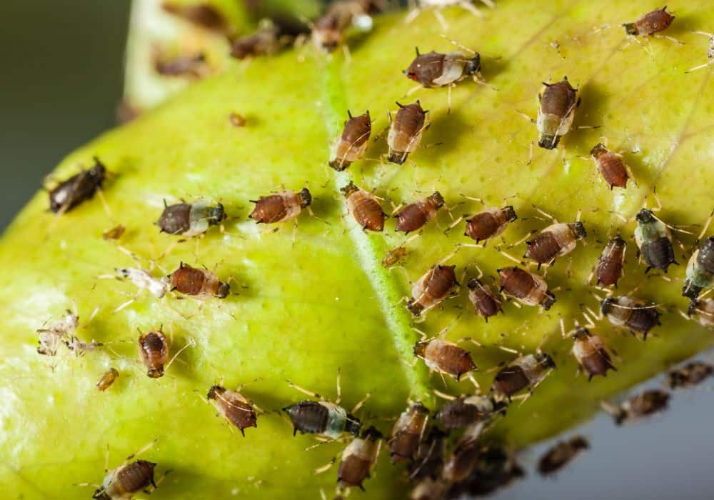 Aphids1