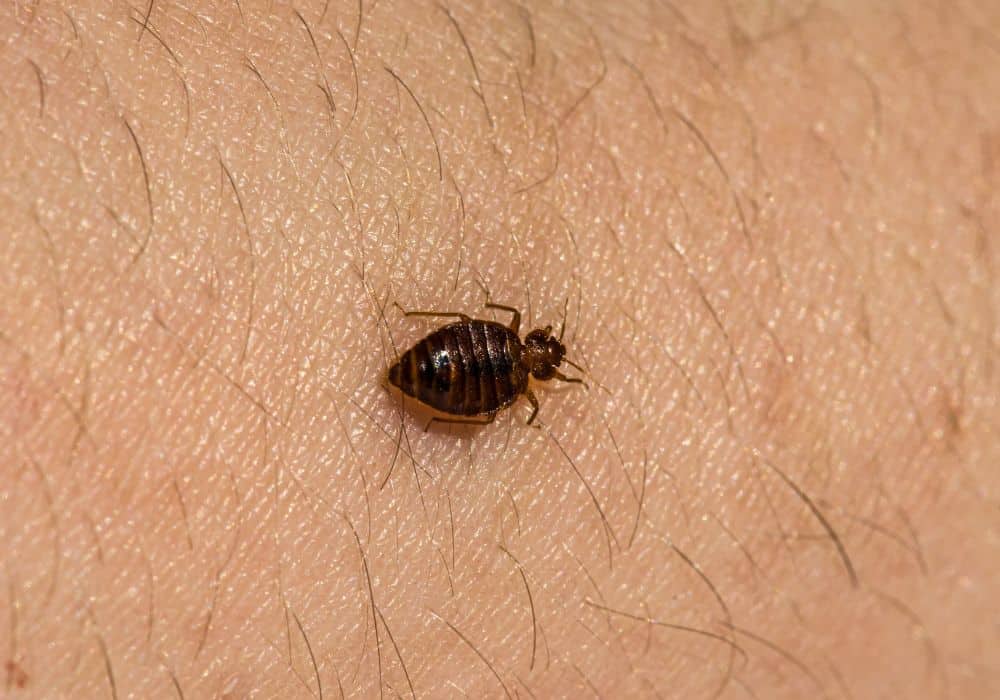 Bed-bugs-1