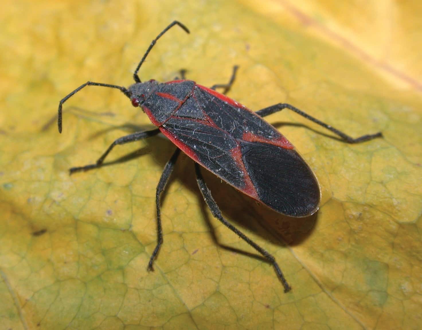 Box Elder Beetles1