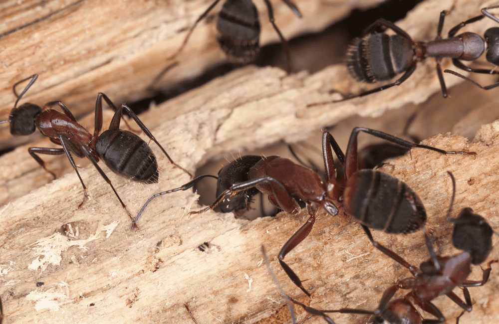 Carpenter Ants 1