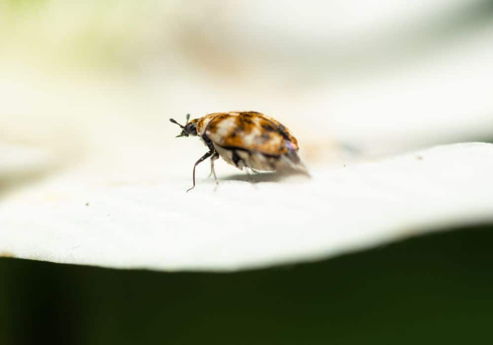 Carpet-beetles1