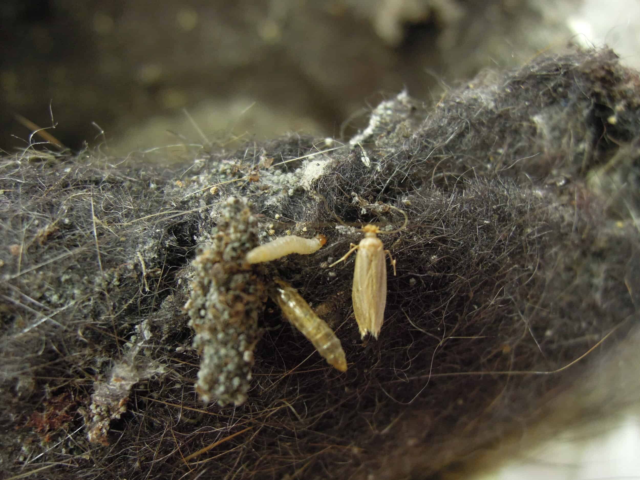 Clothes Moths1