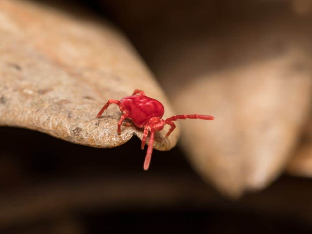 Clover Mites 1