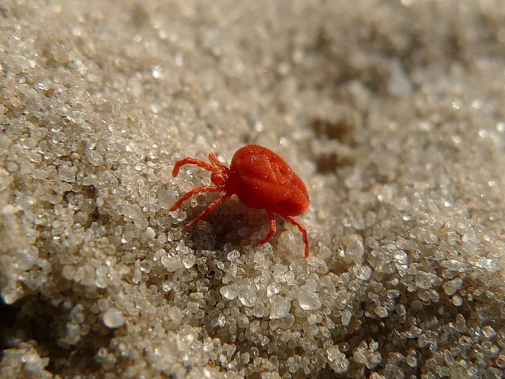 Clover Mites1