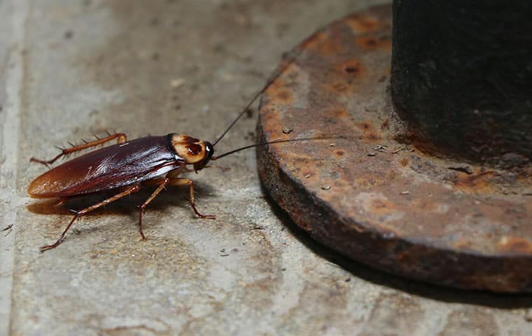Cockroaches1