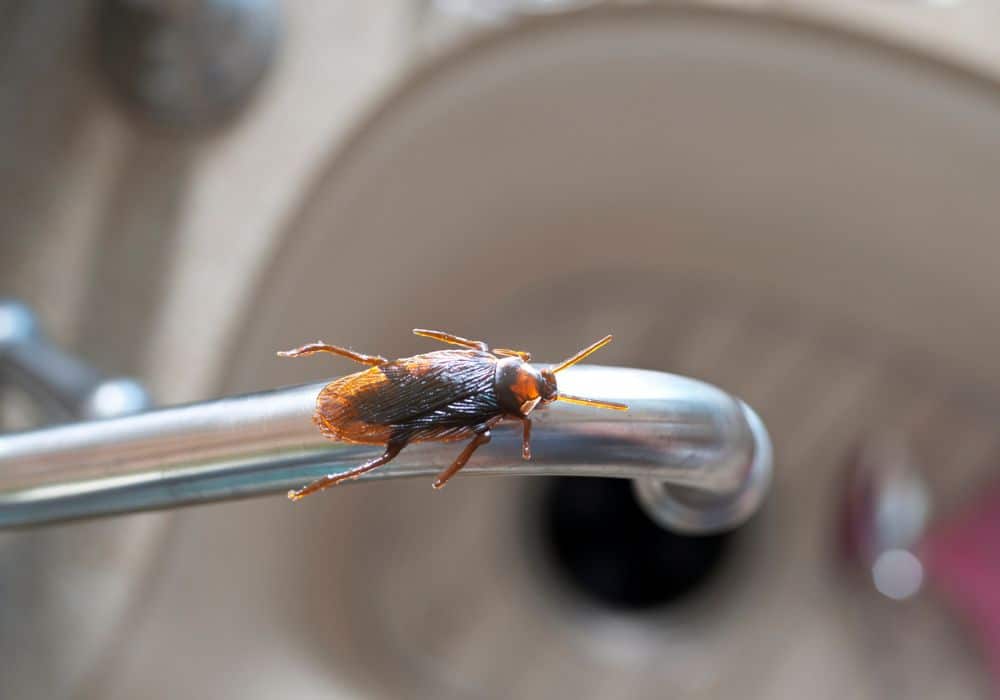 Cockroaches1