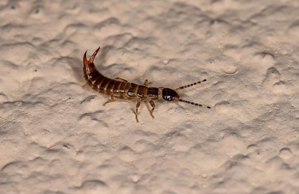 Earwigs 1