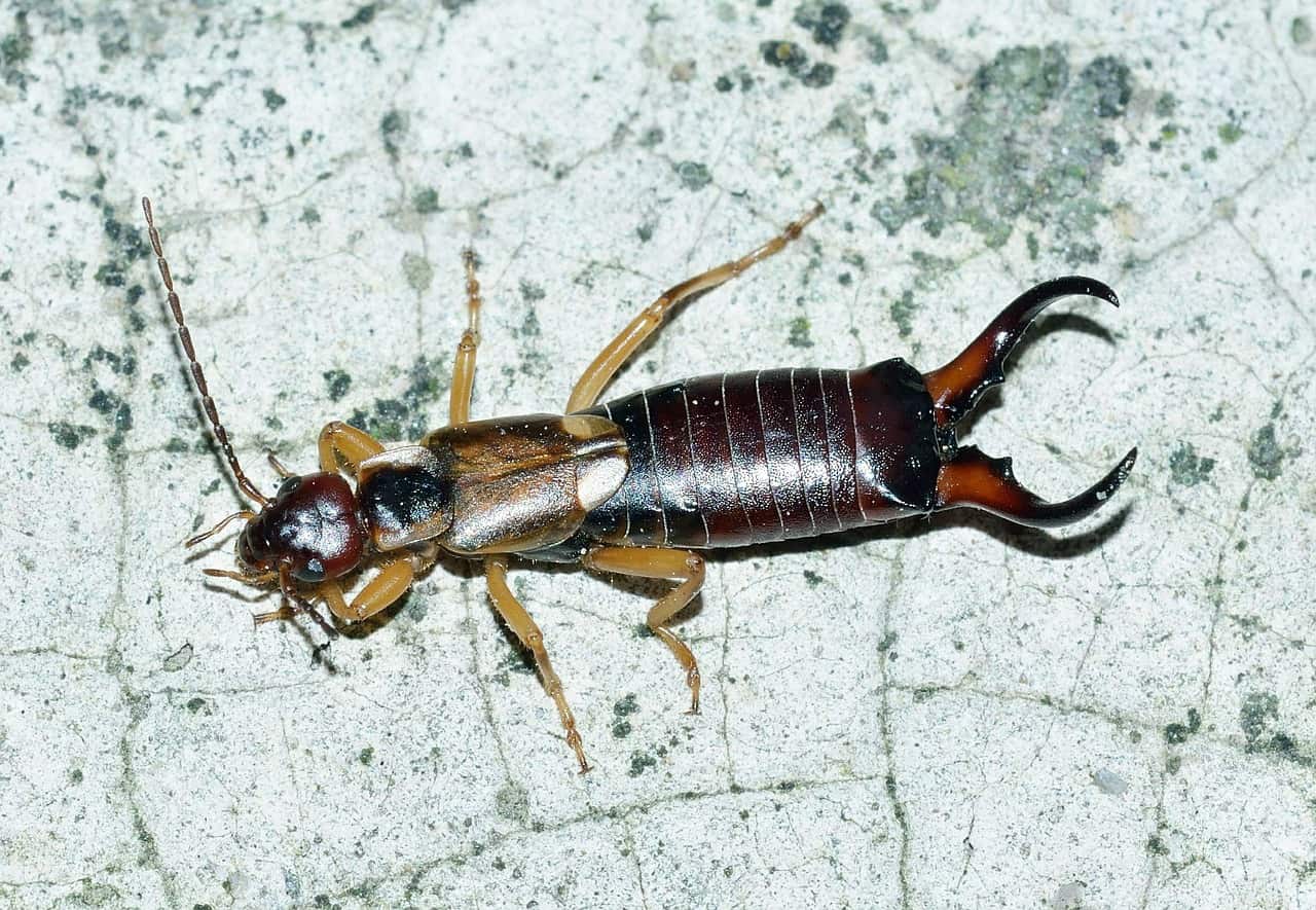 Earwigs1