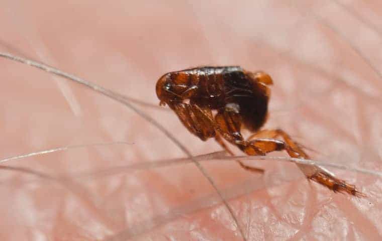 Fleas1