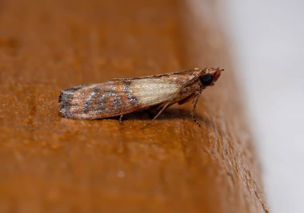 Indian-meal-moths1