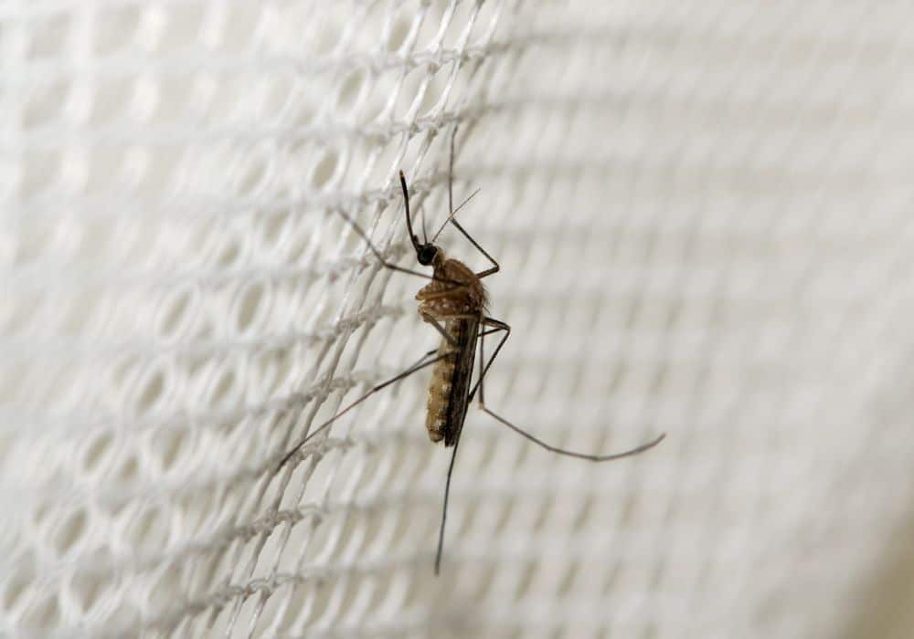 Mosquitoes1