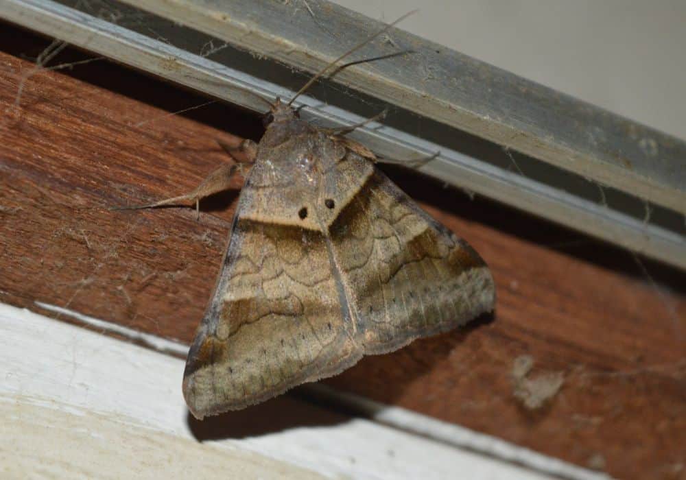 Moths1
