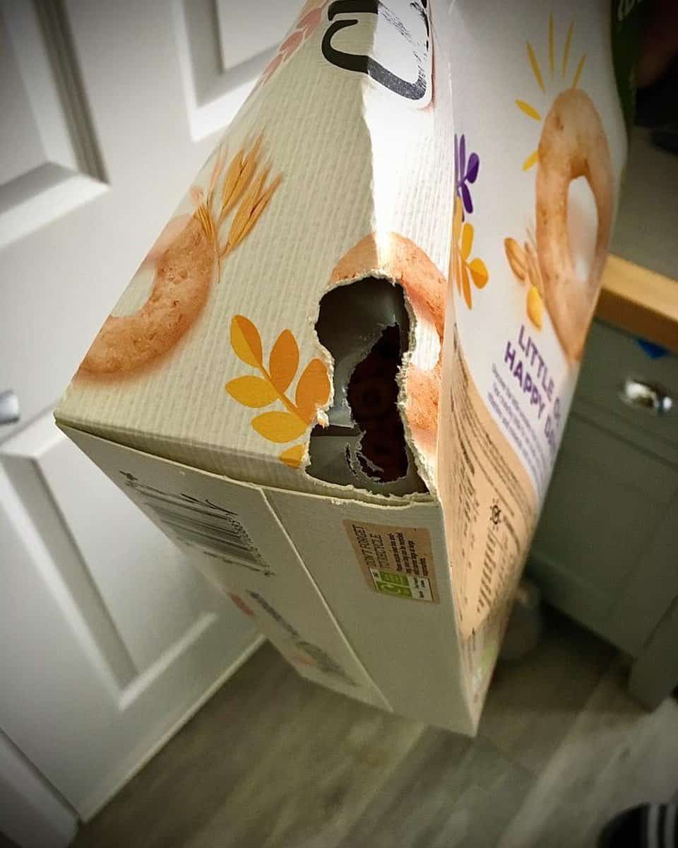 Problems Caused by Mice Infestation1