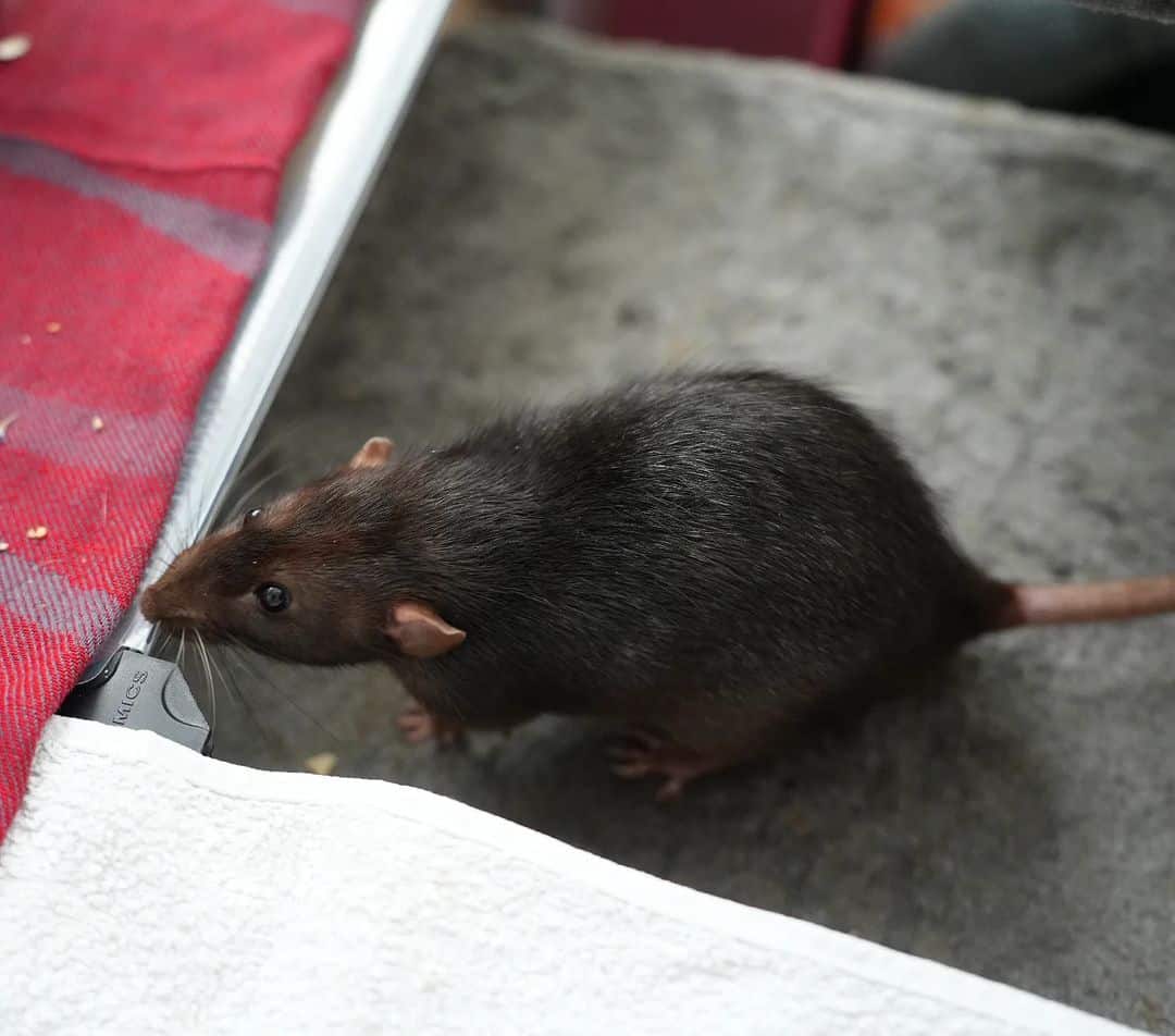 Rodents 1