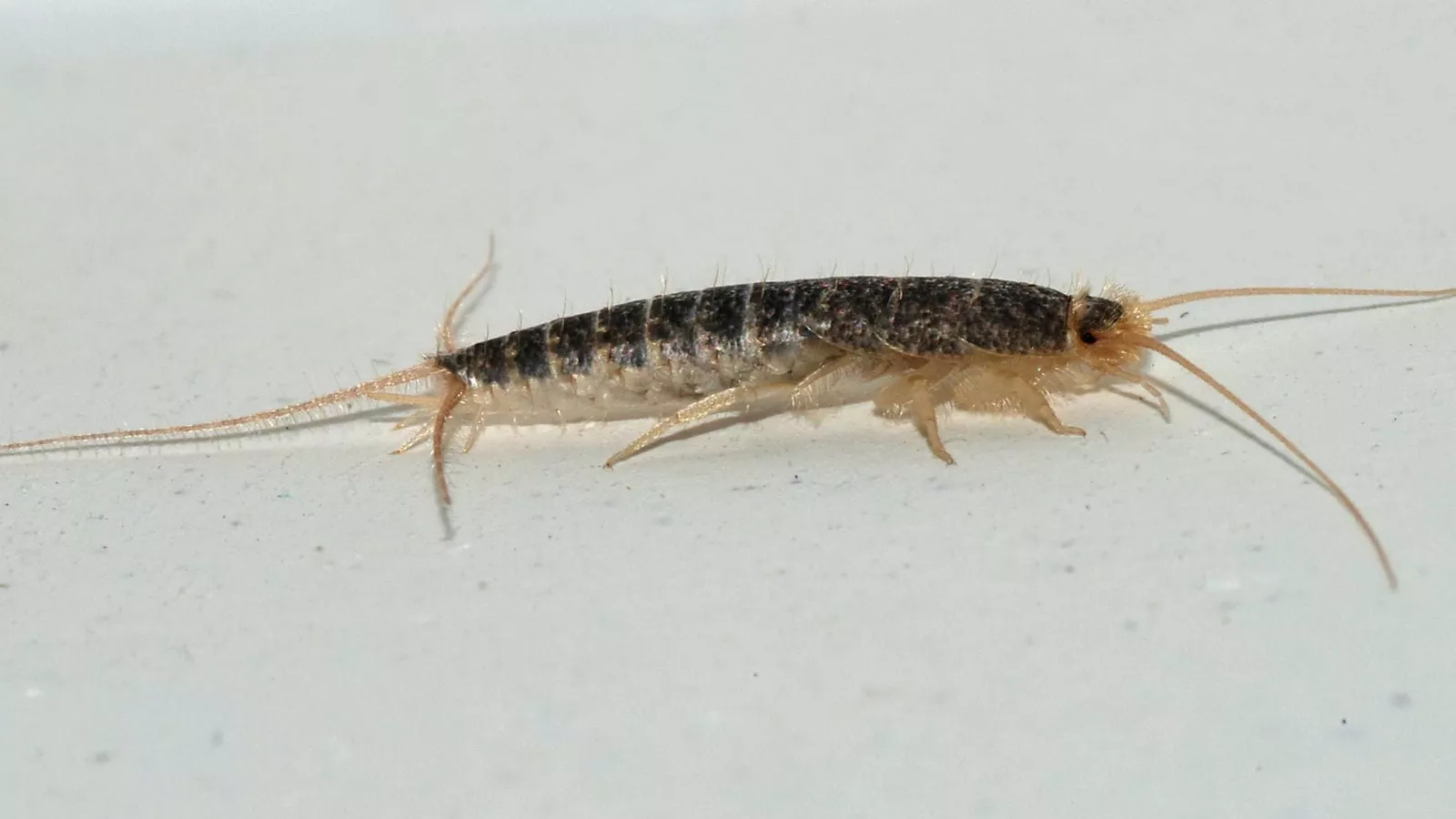 Silverfish1
