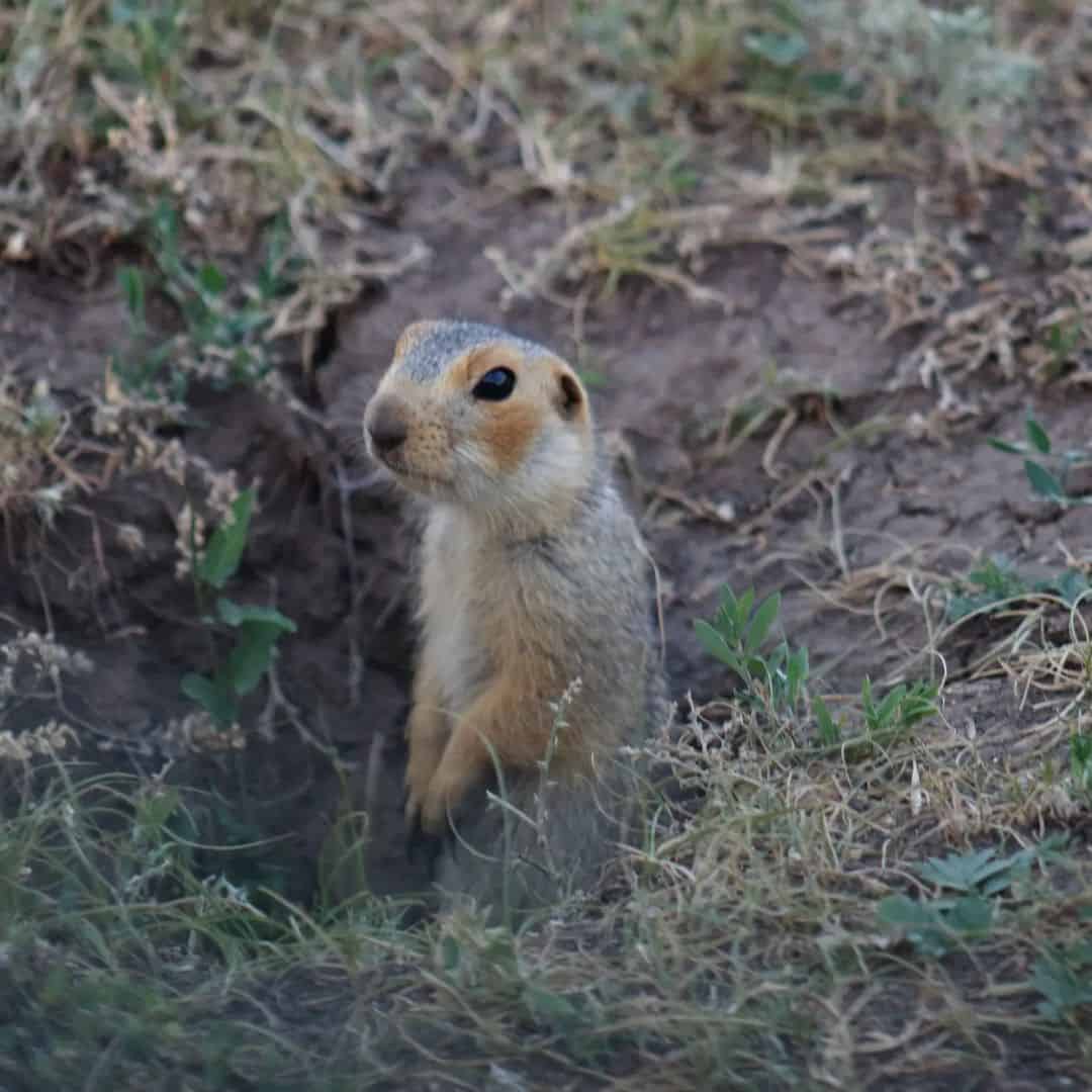 Smells That Gophers Hate1