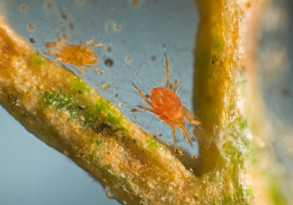 Spider-mites1
