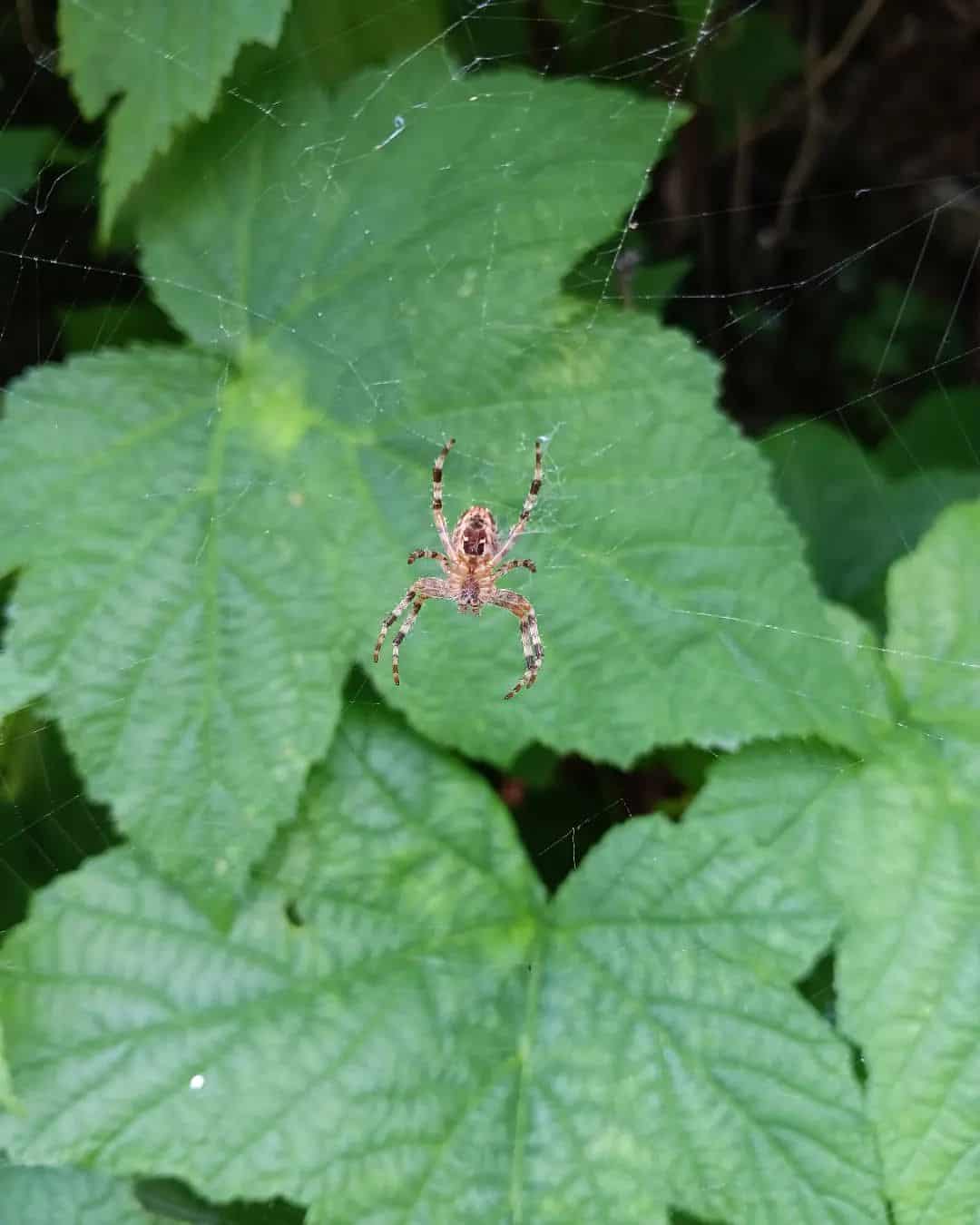 Spiders 1