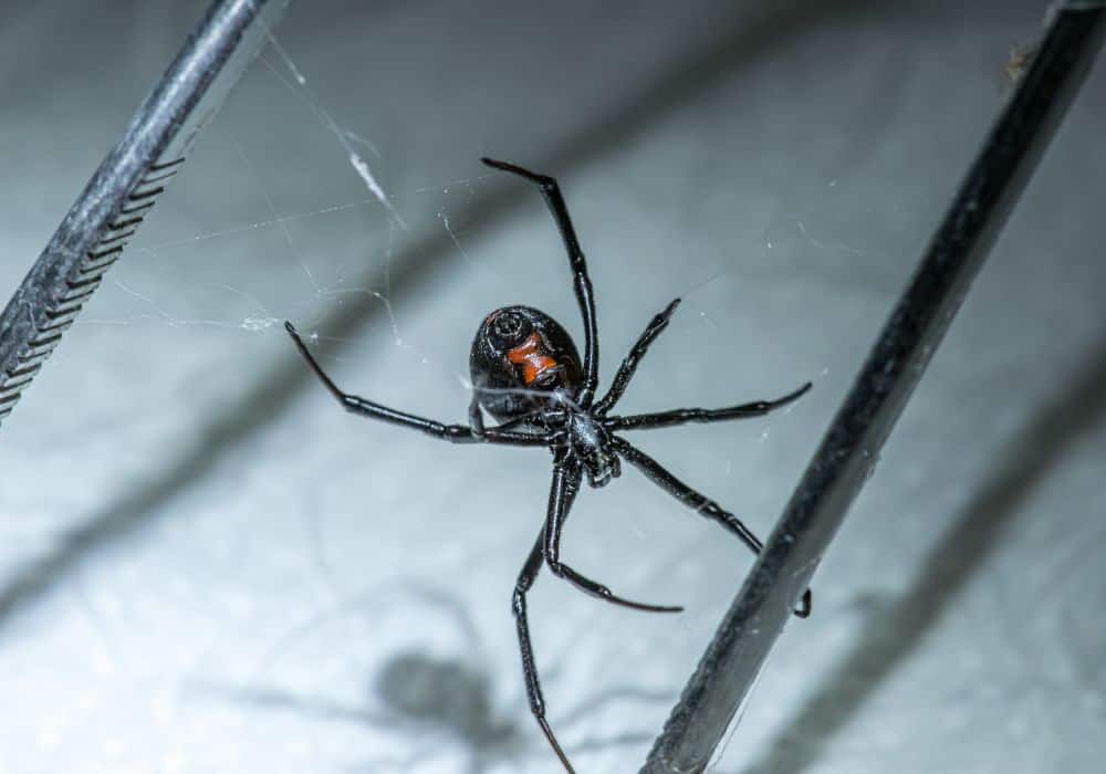 Spiders1