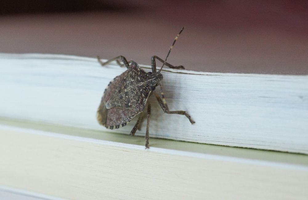 Stink Bugs 1