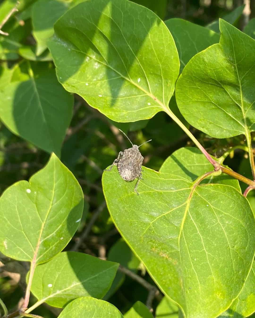 Stink bugs 1