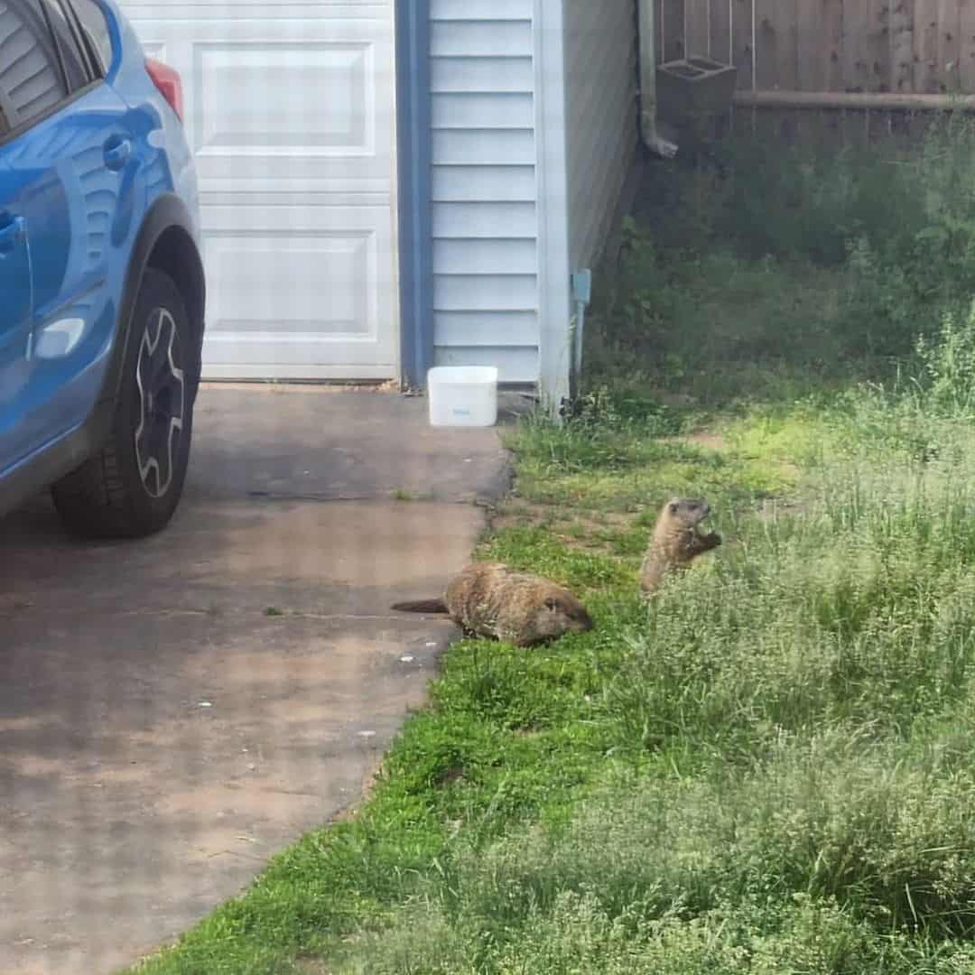 Telltale Signs of Gopher Infestation1