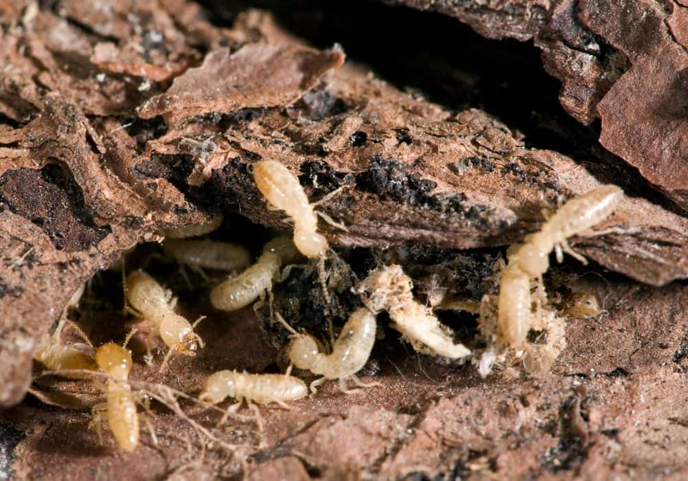 Termites 1
