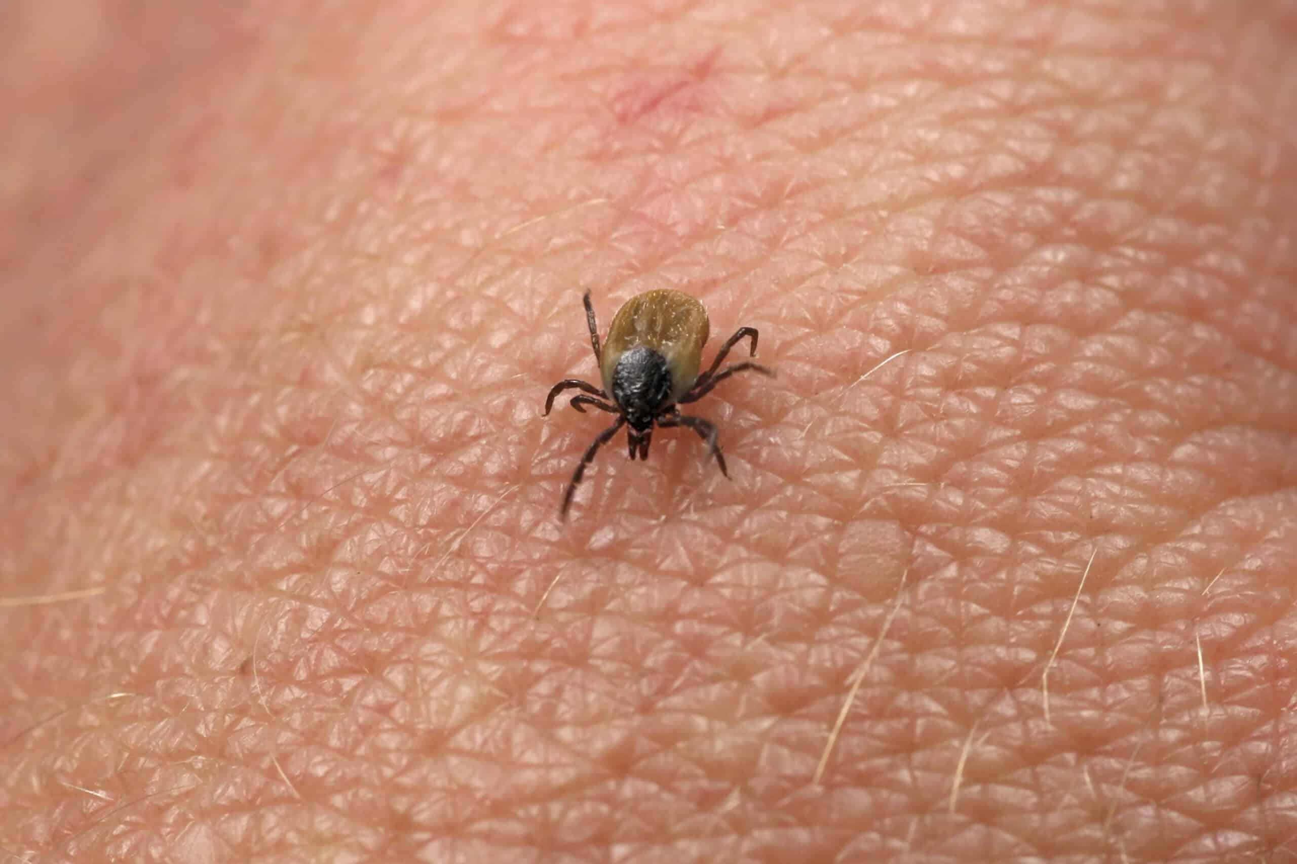 Ticks1