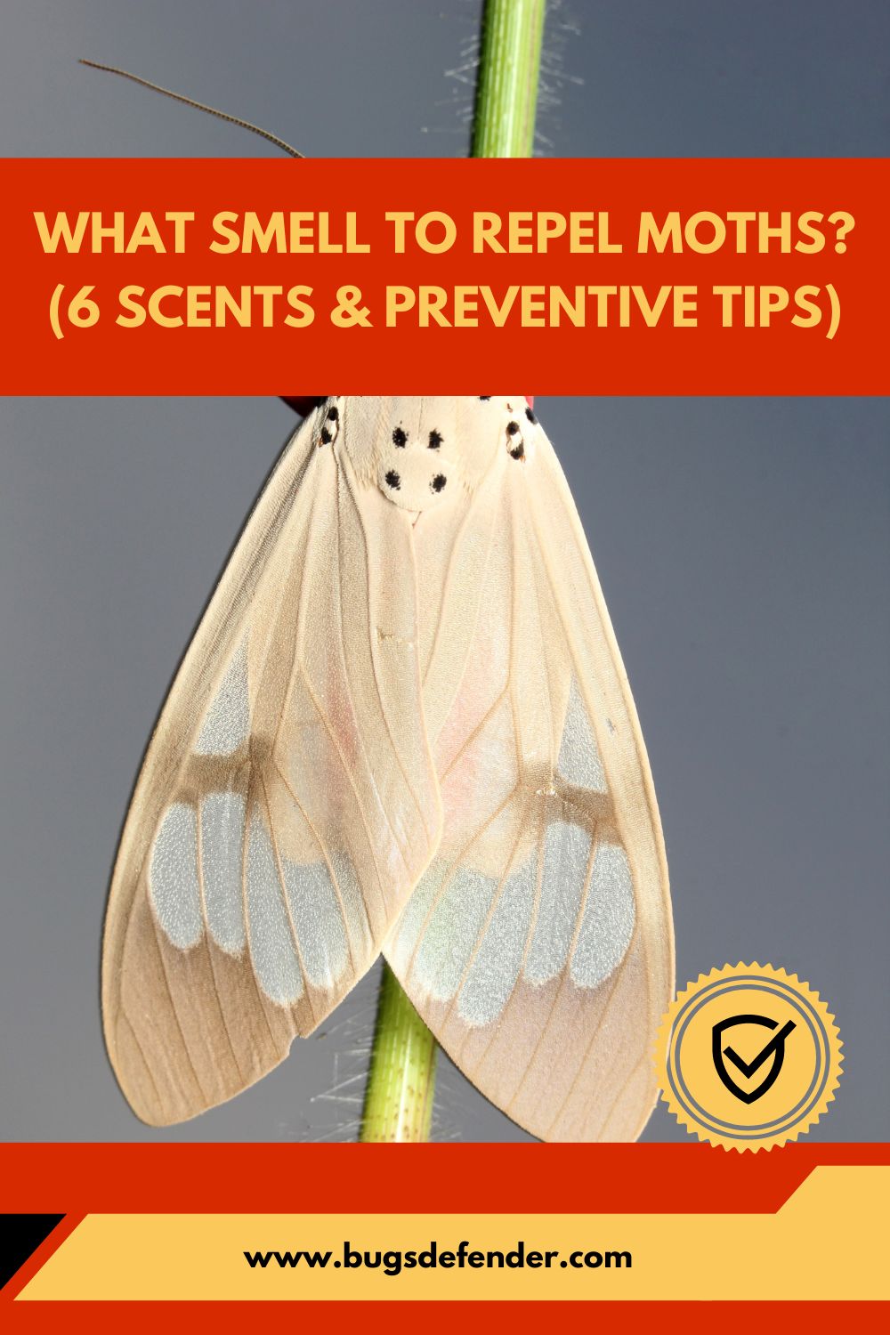 What Smell To Repel Moths pin2