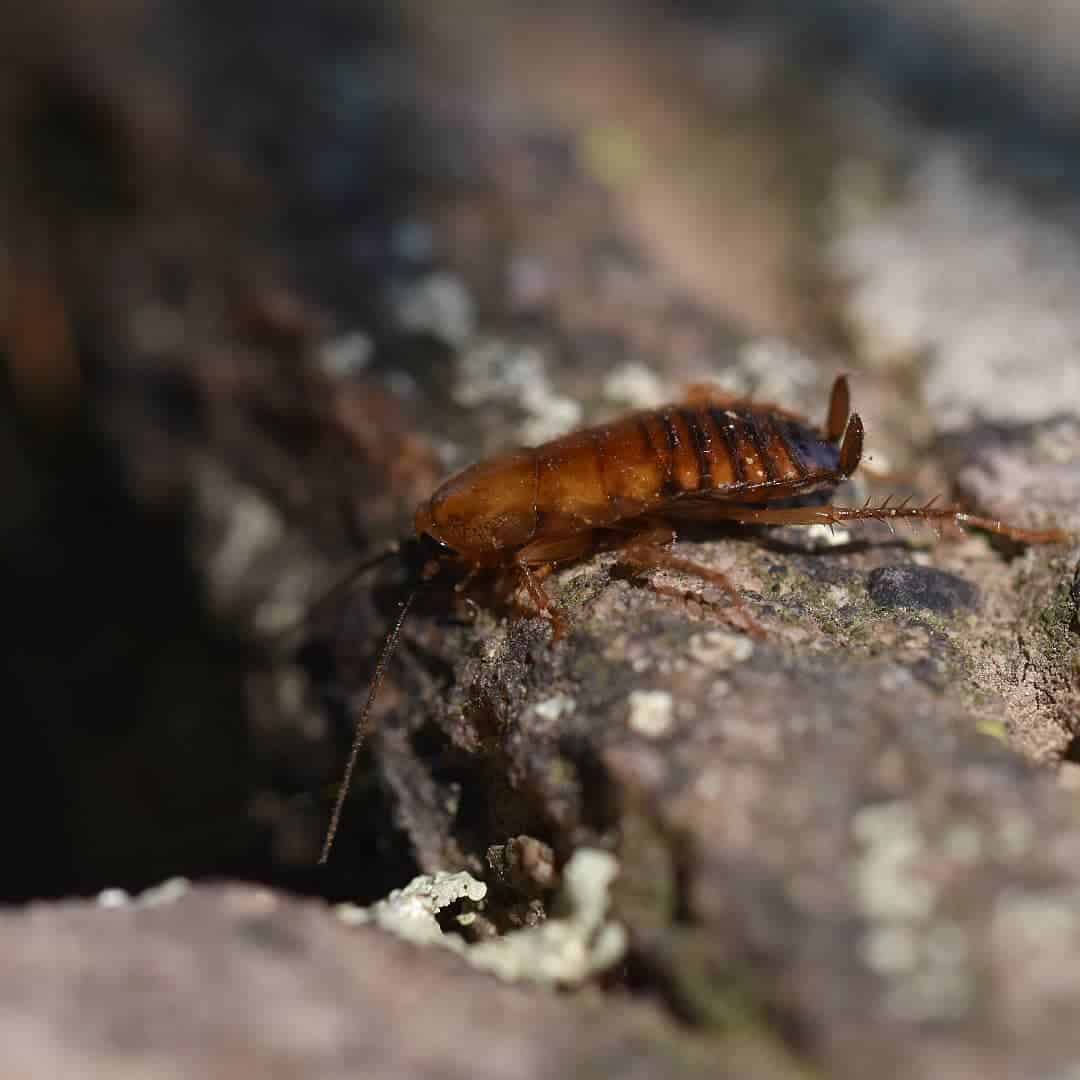 Where exactly do wood roaches live and what do they eat 1