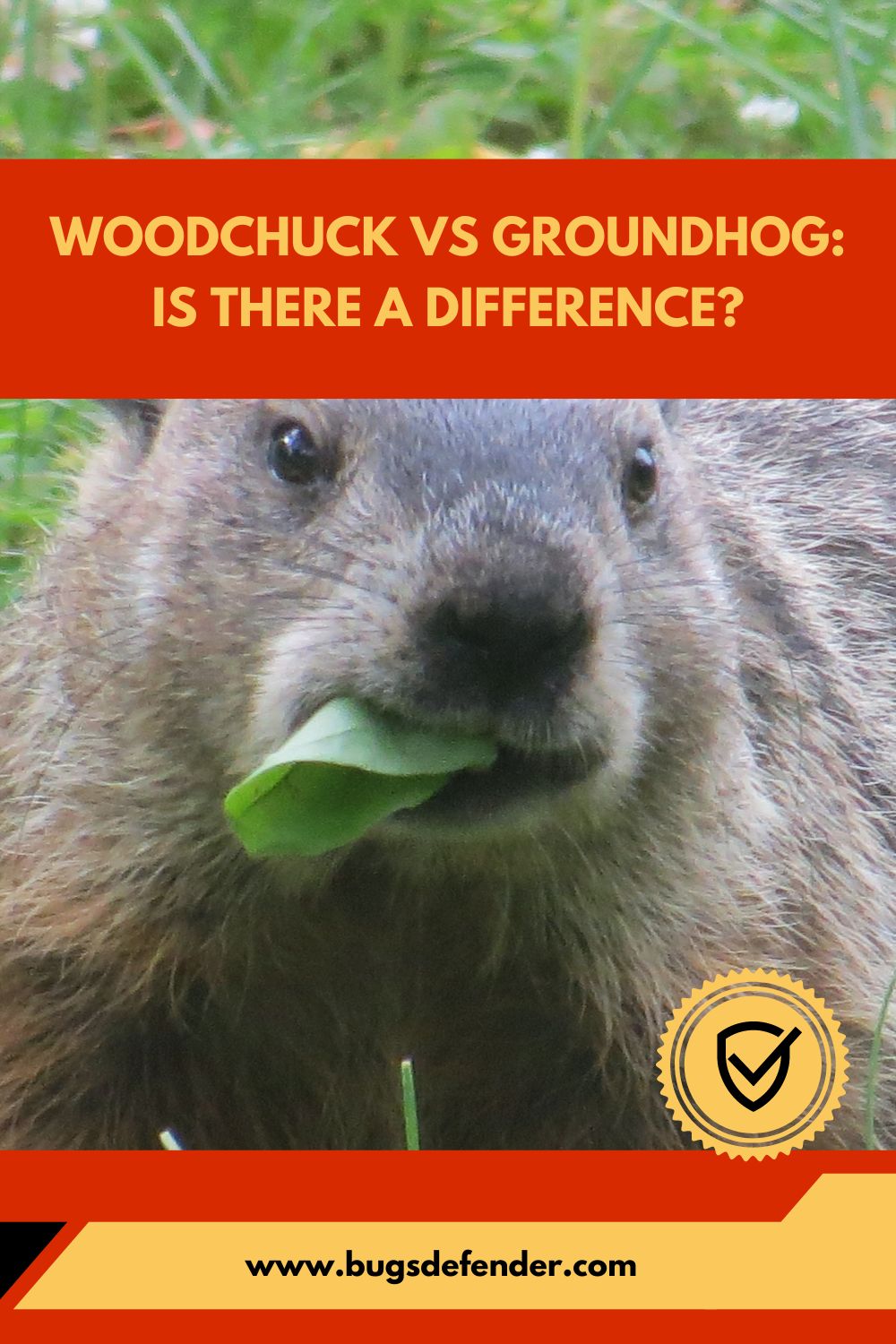 Woodchuck VS Groundhog: Is There a Difference?