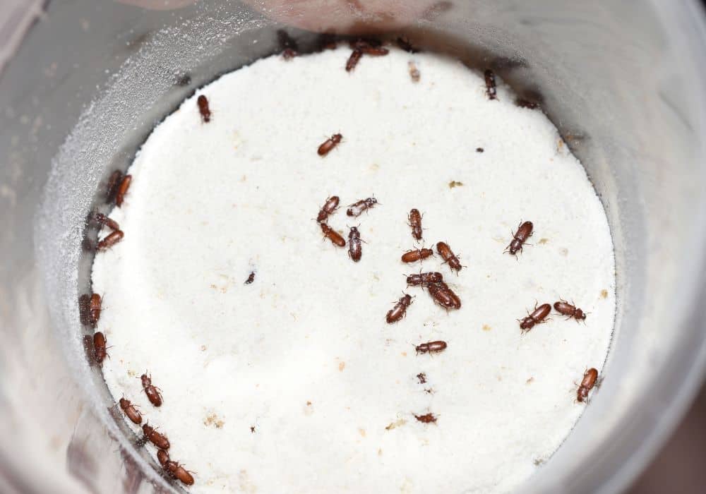 red-flour-beetles1