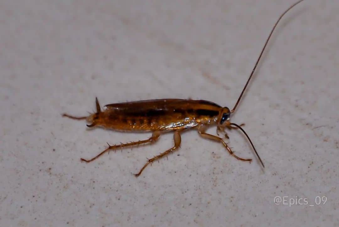 Cockroaches1