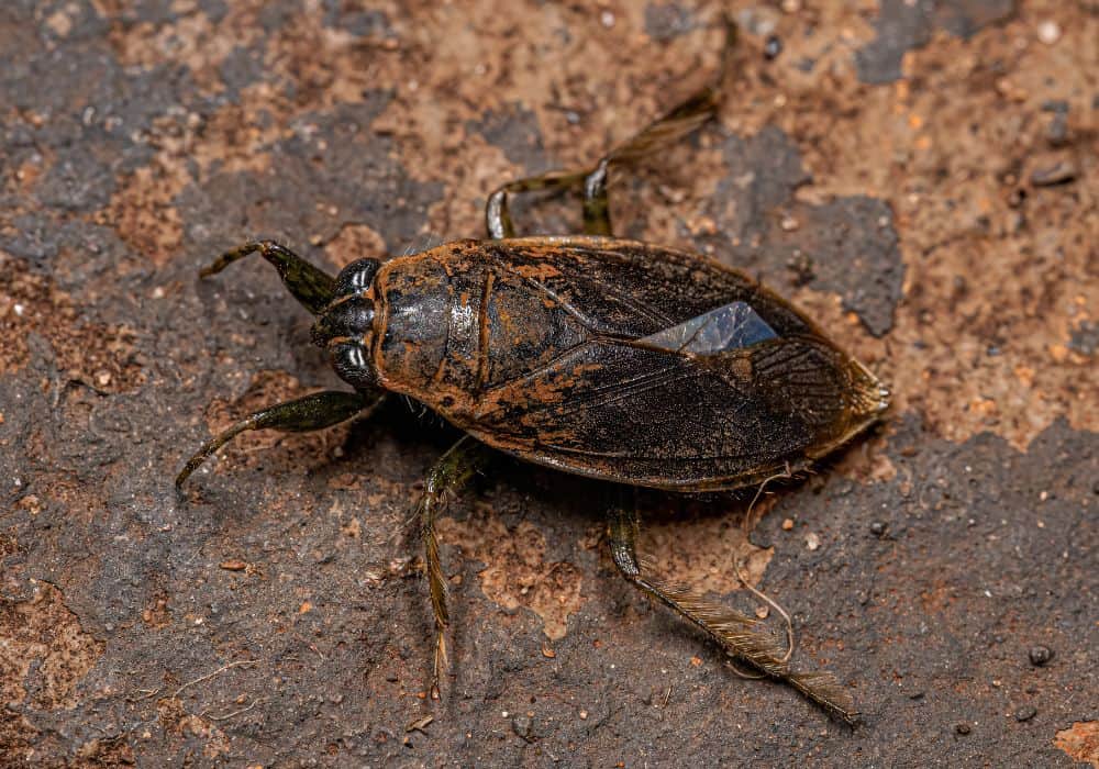 How-To-Get-Rid-of-Water-Bugs-and-Cockroaches-in-Your-Home1